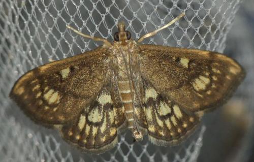 Réf. 289 865 : Anania stachydalis